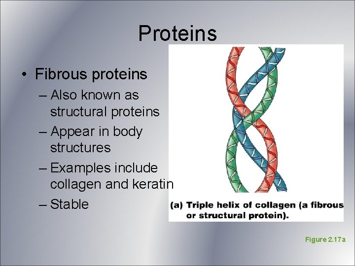 Proteins • Fibrous proteins – Also known as structural proteins – Appear in body Proteins • Fibrous proteins – Also known as structural proteins – Appear in body