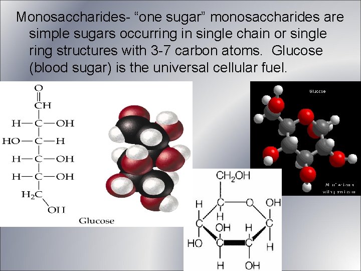 Monosaccharides- “one sugar” monosaccharides are simple sugars occurring in single chain or single ring Monosaccharides- “one sugar” monosaccharides are simple sugars occurring in single chain or single ring