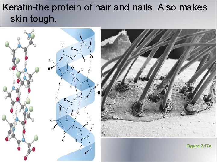 Keratin-the protein of hair and nails. Also makes skin tough. Figure 2. 17 a Keratin-the protein of hair and nails. Also makes skin tough. Figure 2. 17 a