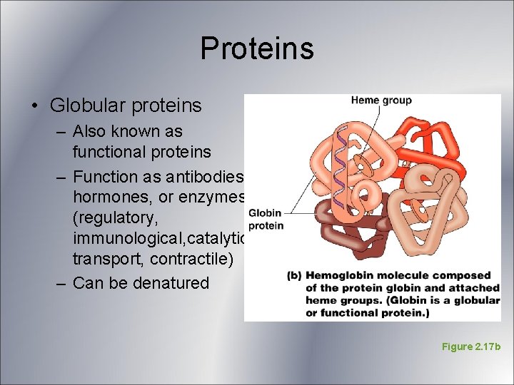 Proteins • Globular proteins – Also known as functional proteins – Function as antibodies, Proteins • Globular proteins – Also known as functional proteins – Function as antibodies,