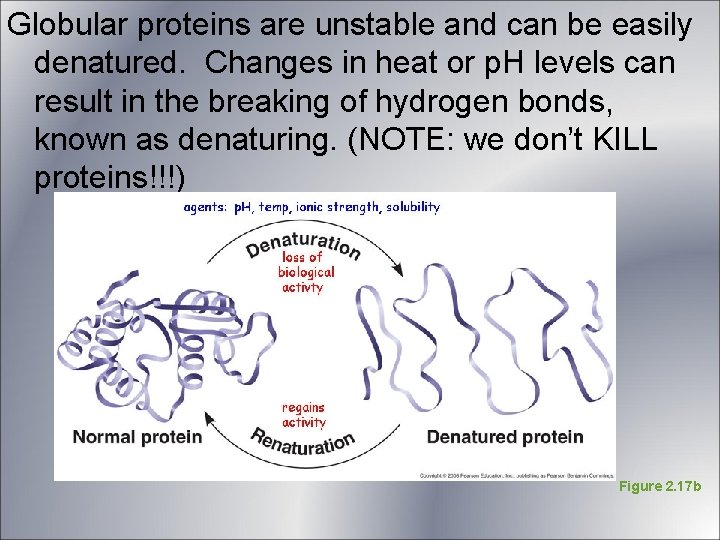 Globular proteins are unstable and can be easily denatured. Changes in heat or p. Globular proteins are unstable and can be easily denatured. Changes in heat or p.