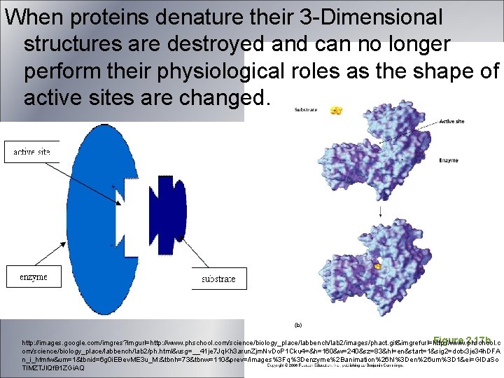When proteins denature their 3 -Dimensional structures are destroyed and can no longer perform When proteins denature their 3 -Dimensional structures are destroyed and can no longer perform