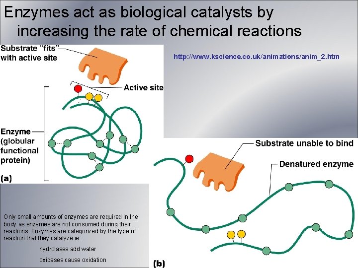 Enzymes act as biological catalysts by increasing the rate of chemical reactions http: //www. Enzymes act as biological catalysts by increasing the rate of chemical reactions http: //www.