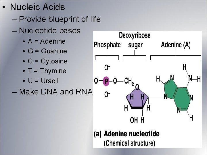 • Nucleic Acids – Provide blueprint of life – Nucleotide bases • • • Nucleic Acids – Provide blueprint of life – Nucleotide bases • •