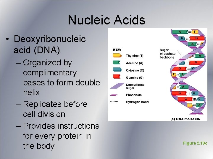 Nucleic Acids • Deoxyribonucleic acid (DNA) – Organized by complimentary bases to form double Nucleic Acids • Deoxyribonucleic acid (DNA) – Organized by complimentary bases to form double