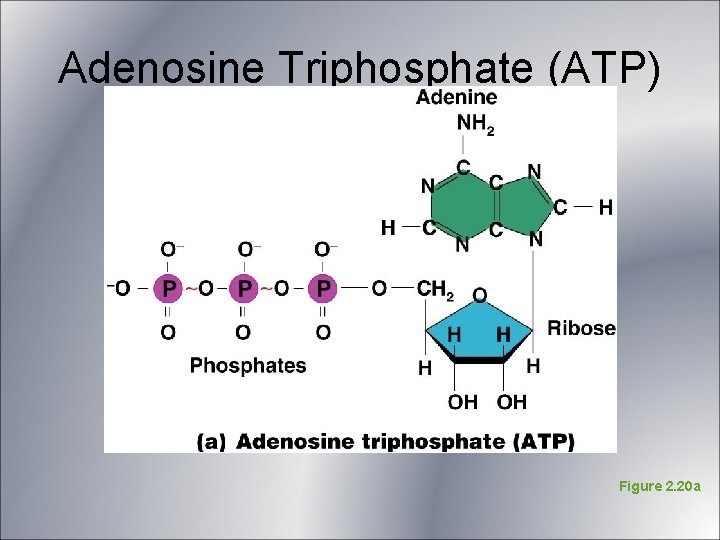 Adenosine Triphosphate (ATP) Figure 2. 20 a Adenosine Triphosphate (ATP) Figure 2. 20 a