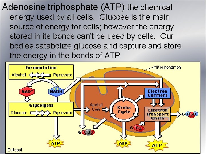 Adenosine triphosphate (ATP) the chemical energy used by all cells. Glucose is the main Adenosine triphosphate (ATP) the chemical energy used by all cells. Glucose is the main