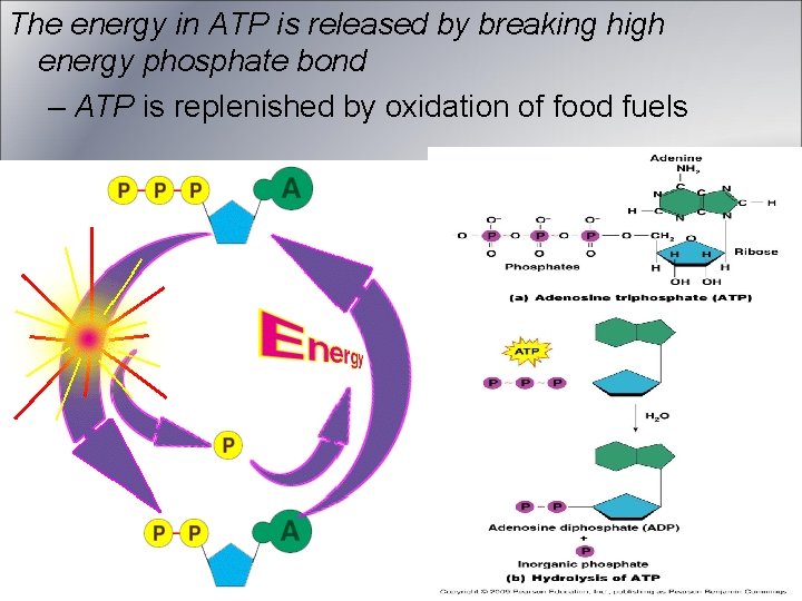 The energy in ATP is released by breaking high energy phosphate bond – ATP The energy in ATP is released by breaking high energy phosphate bond – ATP