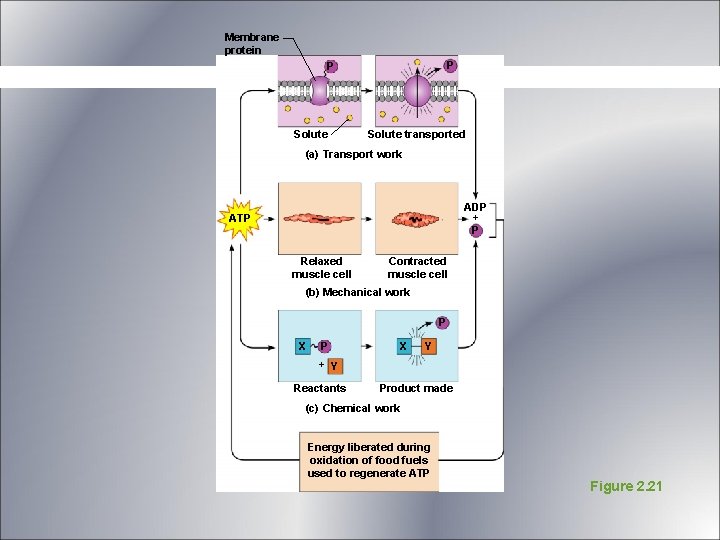 Membrane protein P P Solute transported (a) Transport work ADP + P ATP Relaxed Membrane protein P P Solute transported (a) Transport work ADP + P ATP Relaxed
