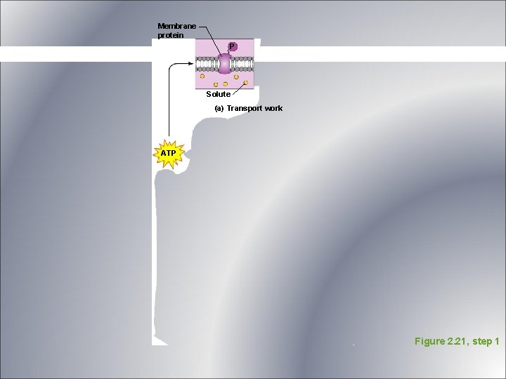 Membrane protein P Solute (a) Transport work ATP Figure 2. 21, step 1 Membrane protein P Solute (a) Transport work ATP Figure 2. 21, step 1