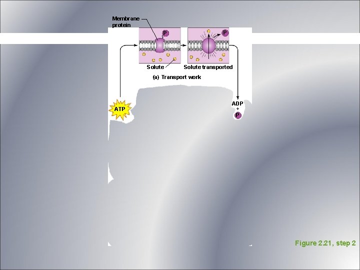 Membrane protein P P Solute transported (a) Transport work ATP ADP + P Figure Membrane protein P P Solute transported (a) Transport work ATP ADP + P Figure