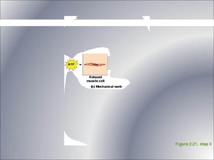 ATP Relaxed muscle cell (b) Mechanical work Figure 2. 21, step 3 ATP Relaxed muscle cell (b) Mechanical work Figure 2. 21, step 3