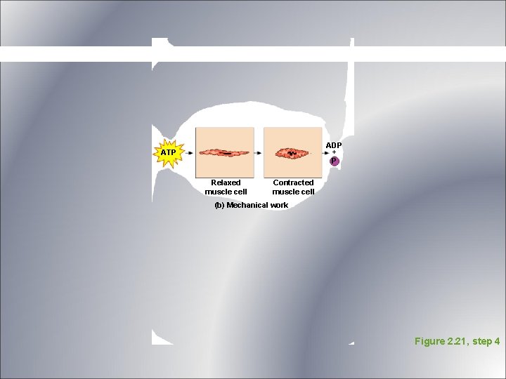 ADP + P ATP Relaxed muscle cell Contracted muscle cell (b) Mechanical work Figure ADP + P ATP Relaxed muscle cell Contracted muscle cell (b) Mechanical work Figure