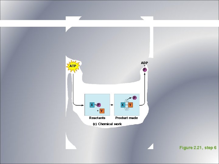 ADP + P ATP P X Y + Y Reactants Product made (c) Chemical ADP + P ATP P X Y + Y Reactants Product made (c) Chemical