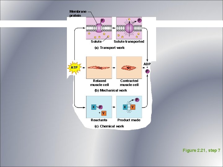 Membrane protein P P Solute transported (a) Transport work ADP + P ATP Relaxed Membrane protein P P Solute transported (a) Transport work ADP + P ATP Relaxed