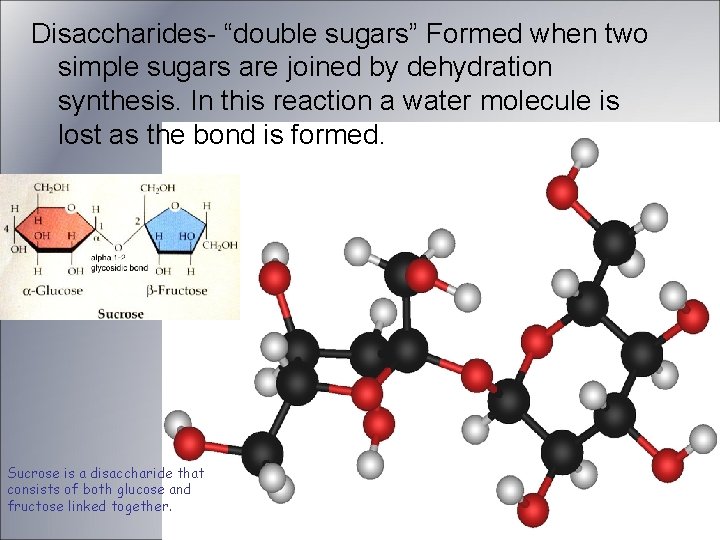 Disaccharides- “double sugars” Formed when two simple sugars are joined by dehydration synthesis. In Disaccharides- “double sugars” Formed when two simple sugars are joined by dehydration synthesis. In