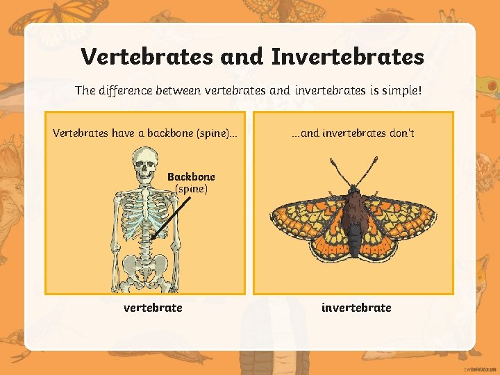 Vertebrates and Invertebrates The difference between vertebrates and invertebrates is simple! Vertebrates have a