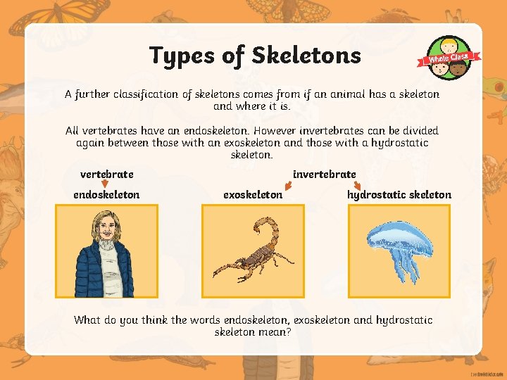 Types of Skeletons A further classification of skeletons comes from if an animal has