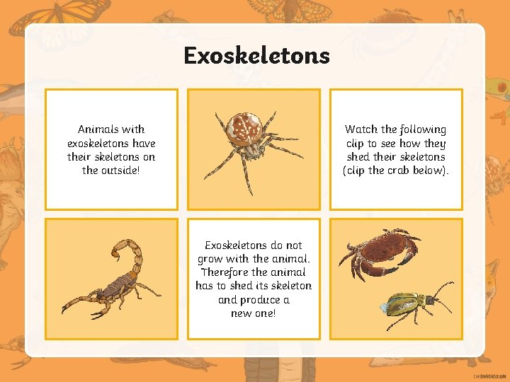 Vertebrates and Invertebrates The difference between vertebrates and