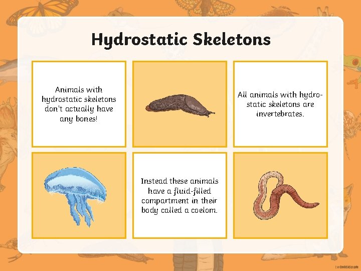 Hydrostatic Skeletons Animals with hydrostatic skeletons don’t actually have any bones! All animals with