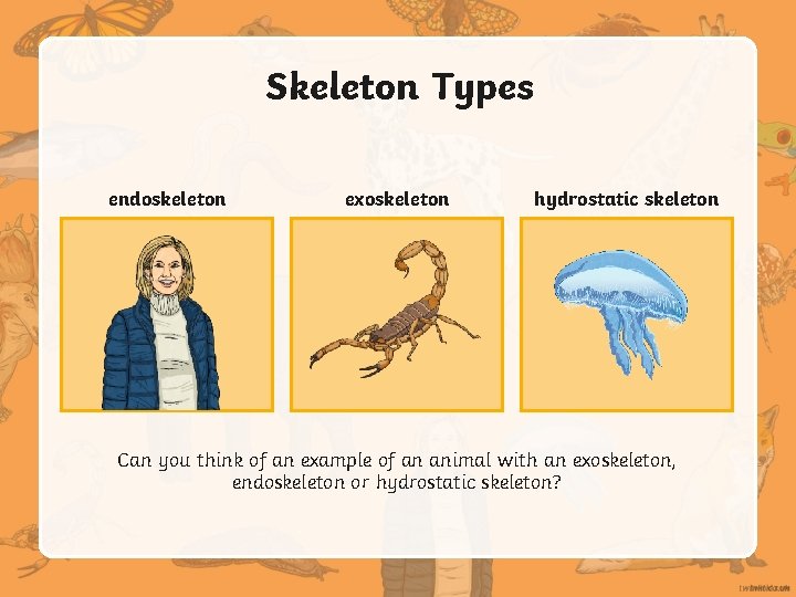 Skeleton Types endoskeleton exoskeleton hydrostatic skeleton Can you think of an example of an