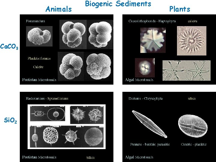 Animals Ca. CO 3 Si. O 2 Biogenic Sediments Plants 