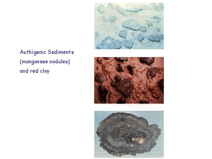 Authigenic Sediments (manganese nodules) and red clay 