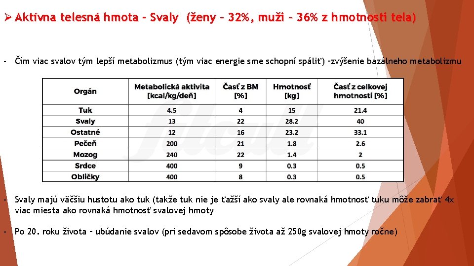 Ø Aktívna telesná hmota - Svaly (ženy – 32%, muži – 36% z hmotnosti