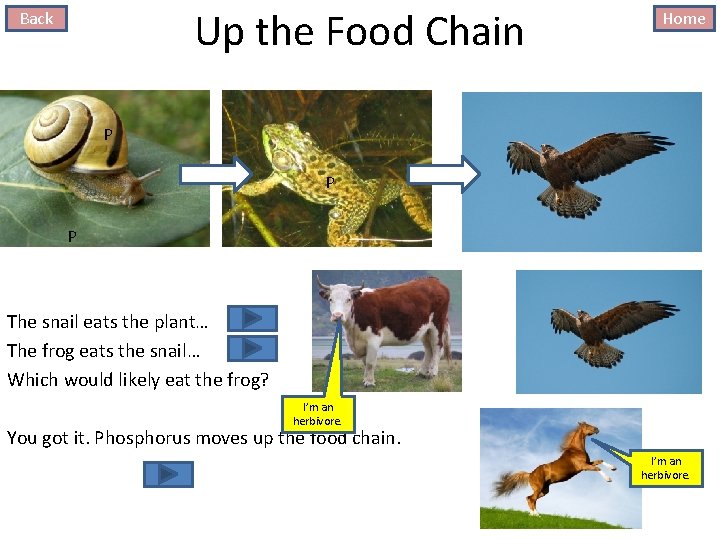 Up the Food Chain Back Home P P P The snail eats the plant…