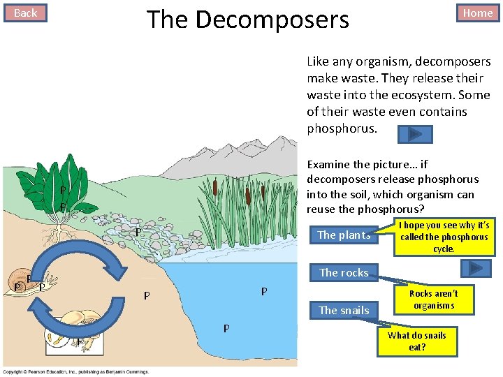 The Decomposers Back Like any organism, This whole thing decomposers started with make waste.