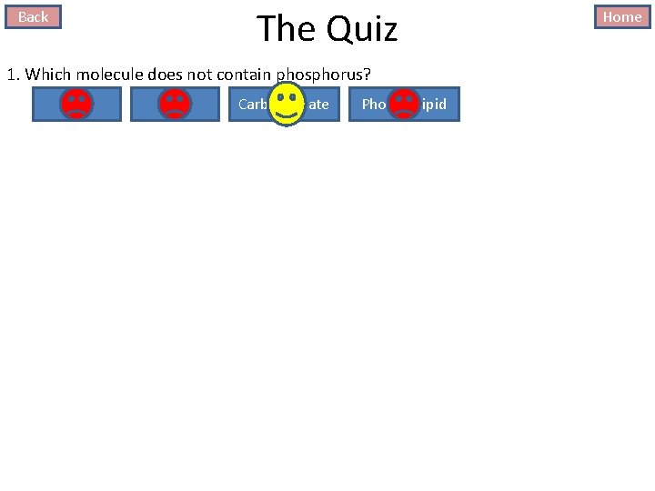 The Quiz Back 1. Which molecule does not contain phosphorus? DNA ATP Carbohydrate Phospholipid
