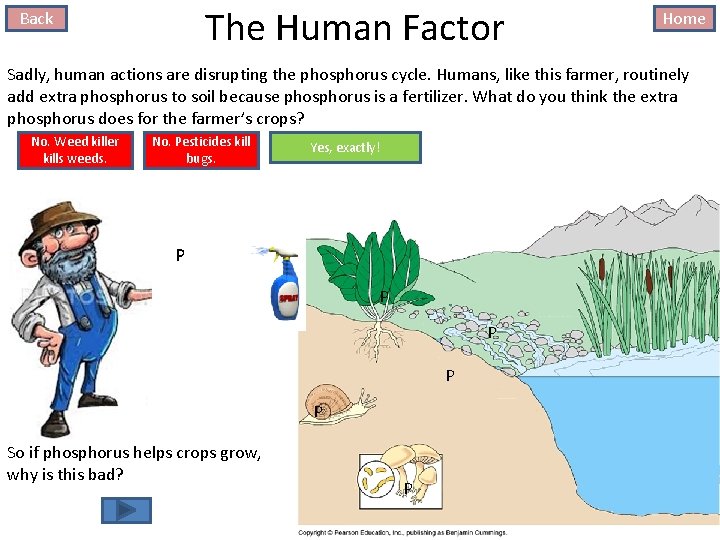 The Human Factor Back Home Sadly, human actions are disrupting the phosphorus cycle. Humans,