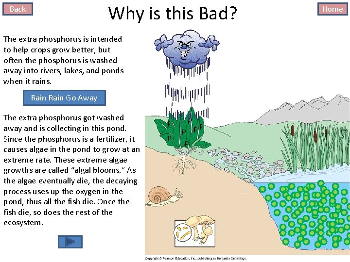 Why is this Bad? Back The extra phosphorus is intended to help crops grow