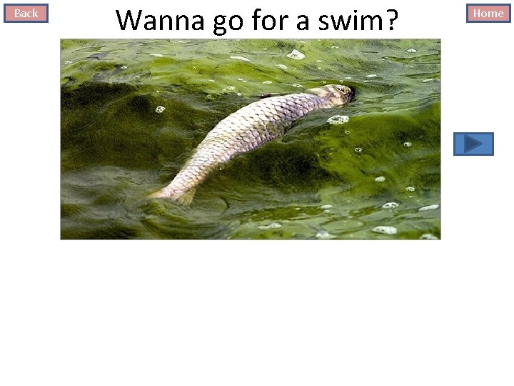 Back Wanna go for a swim? Home 