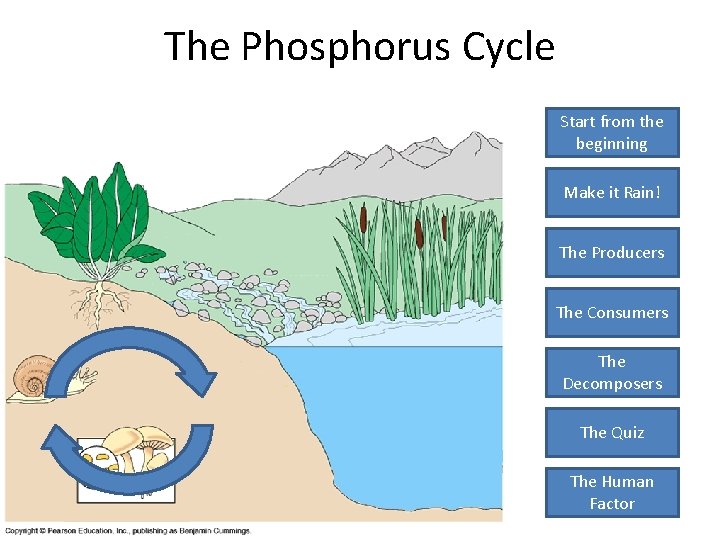 The Phosphorus Cycle Start from the beginning Make it Rain! The Producers The Consumers