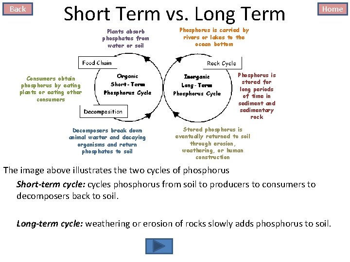 Back Short Term vs. Long Term Plants absorb phosphates from water or soil Consumers