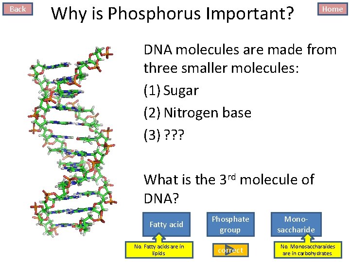 Back Why is Phosphorus Important? Home DNA molecules are made from three smaller molecules: