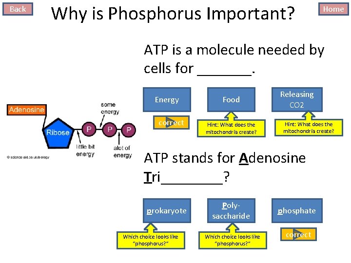 Back Why is Phosphorus Important? Home ATP is a molecule needed by cells for