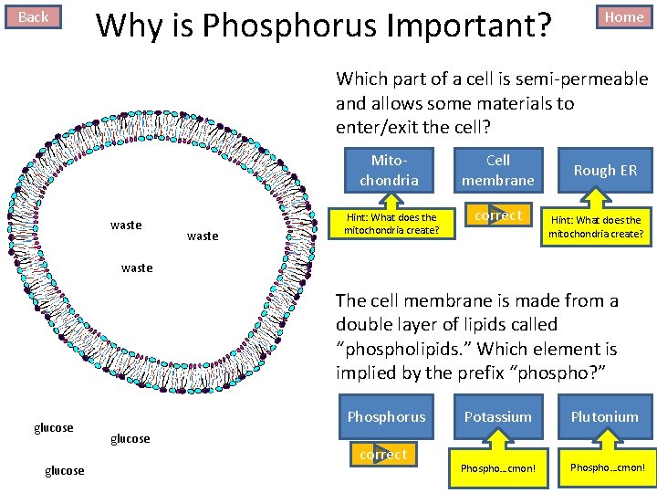Back Why is Phosphorus Important? Home Which part of a cell is semi-permeable and