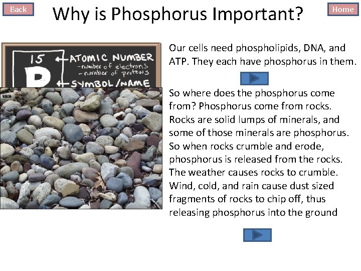 Back Why is Phosphorus Important? Home Our cells need phospholipids, DNA, and ATP. They