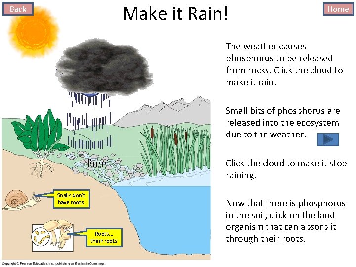 Make it Rain! Back Home The weather causes phosphorus to be released from rocks.