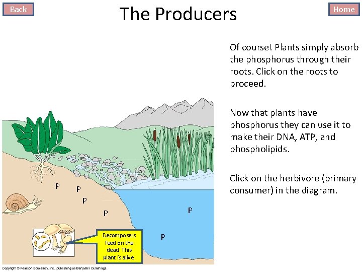The Producers Back Home Of course! Plants simply absorb the phosphorus through their roots.