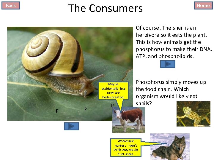 The Consumers Back Home Of course! The snail is an herbivore so it eats