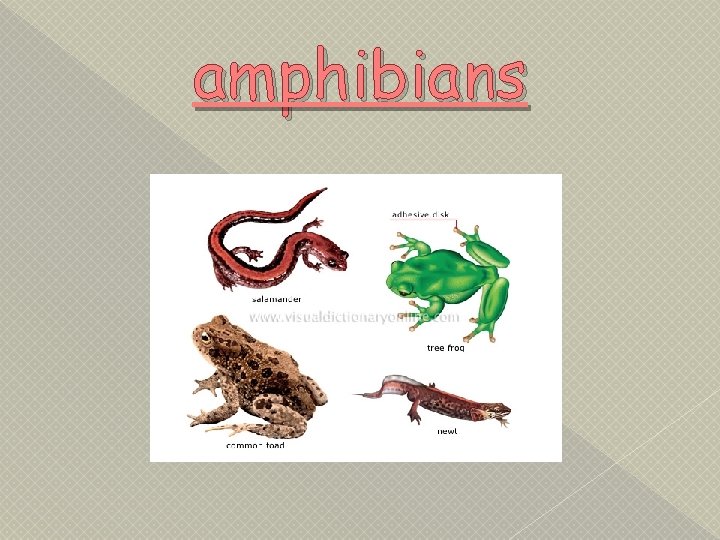 amphibians 