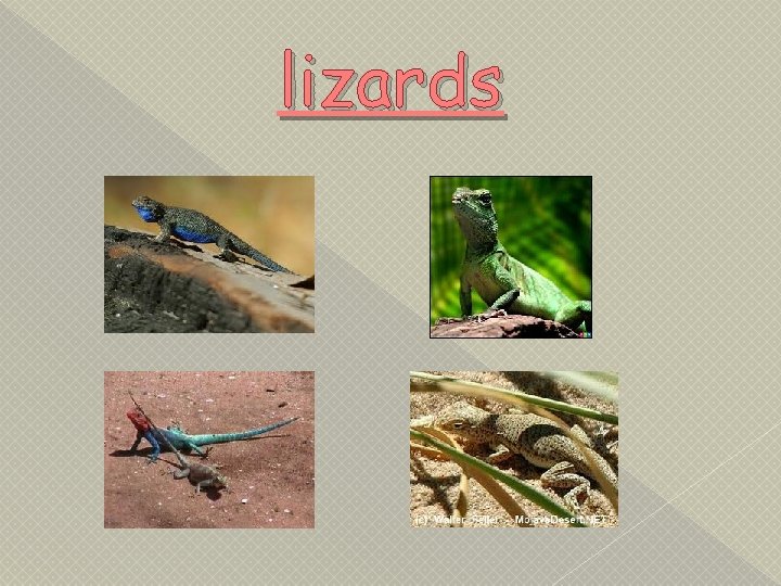 lizards 