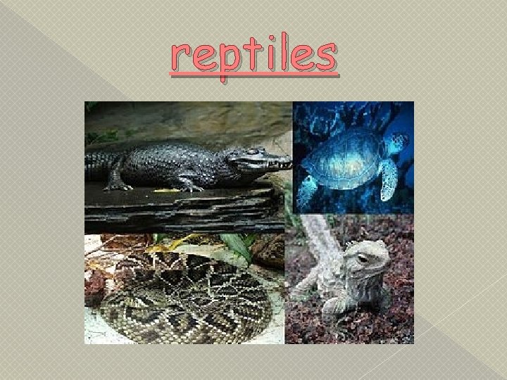 reptiles 