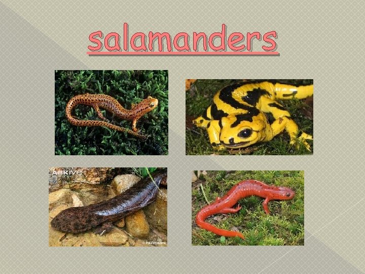salamanders 