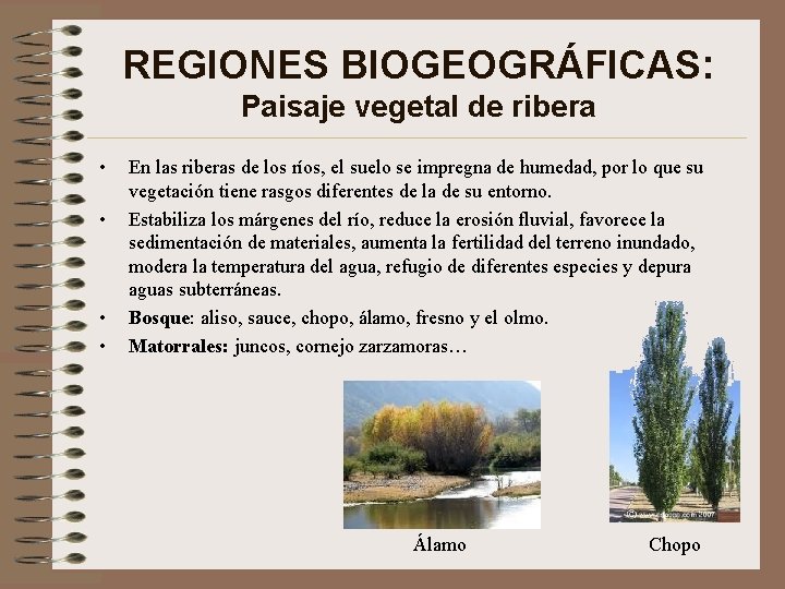 REGIONES BIOGEOGRÁFICAS: Paisaje vegetal de ribera • • En las riberas de los ríos,