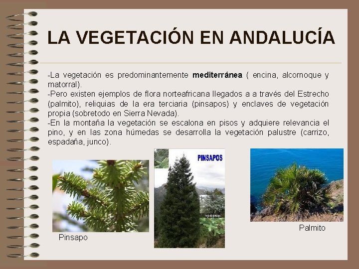 LA VEGETACIÓN EN ANDALUCÍA -La vegetación es predominantemente mediterránea ( encina, alcornoque y matorral).