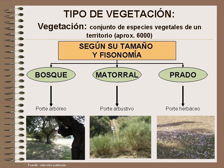 TIPO DE VEGETACIÓN: Vegetación: conjunto de especies vegetales de un territorio (aprox. 6000) SEGÚN